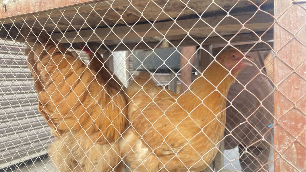 golden buff pair 1