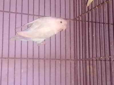 blue love bird 