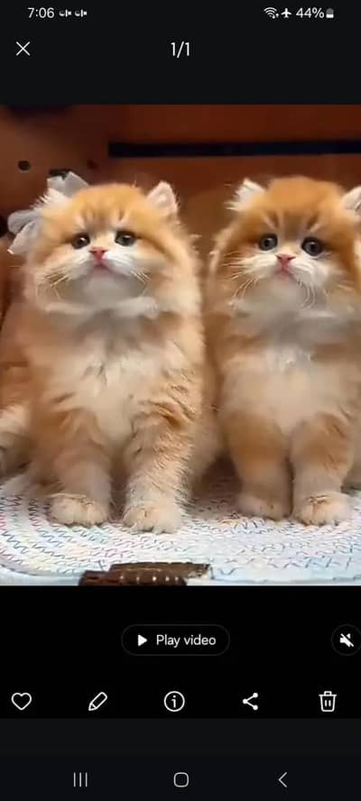 Persian kitten triple Qout. for. . sale my WhatsApp03493731440