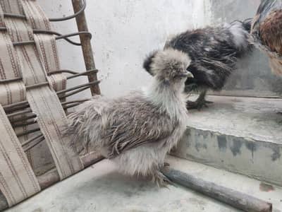 Silky Chicks for Sale — 3 Black + 3 Partridge | 4 Months Healthy 