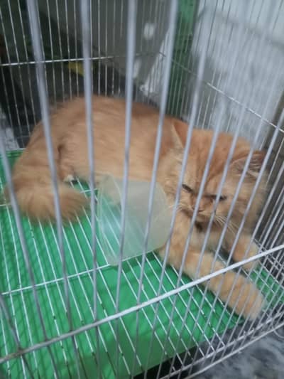Persian cat