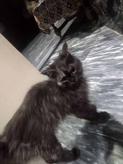 Male Cat