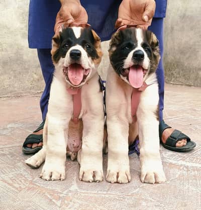 Pure Alabai dabal hadi Havey bone structure for sale security dog show