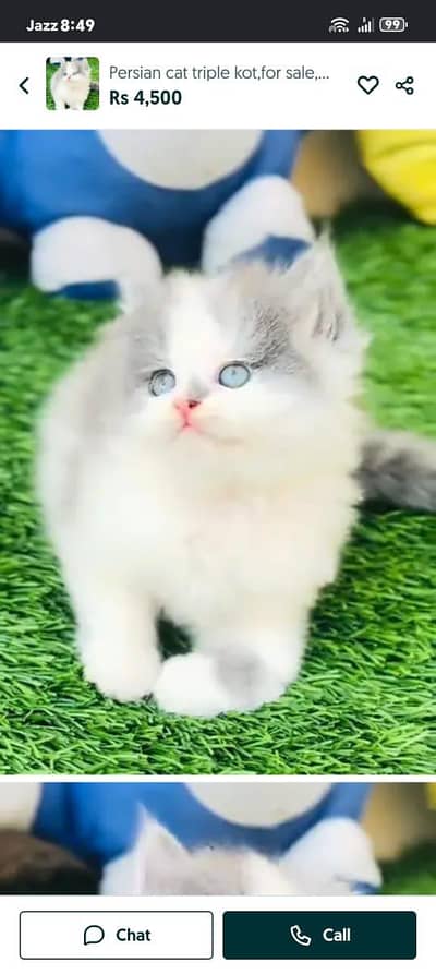 Persian kitten triple Qout. for. . sale my WhatsApp03493731440