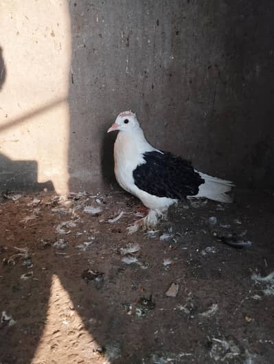 saddle frill back female and long face breeder female