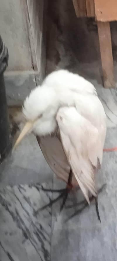 ye prinda seagl / bglla ha jo ko b lyna chay rabta kry , aaj e sale kr