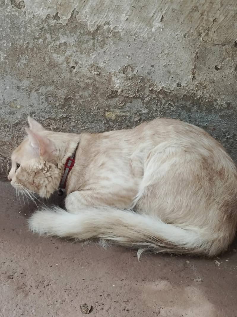 cat12 0