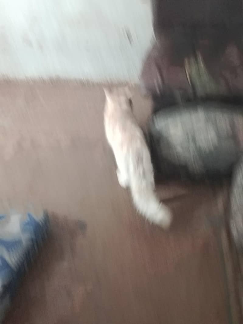 cat12 1