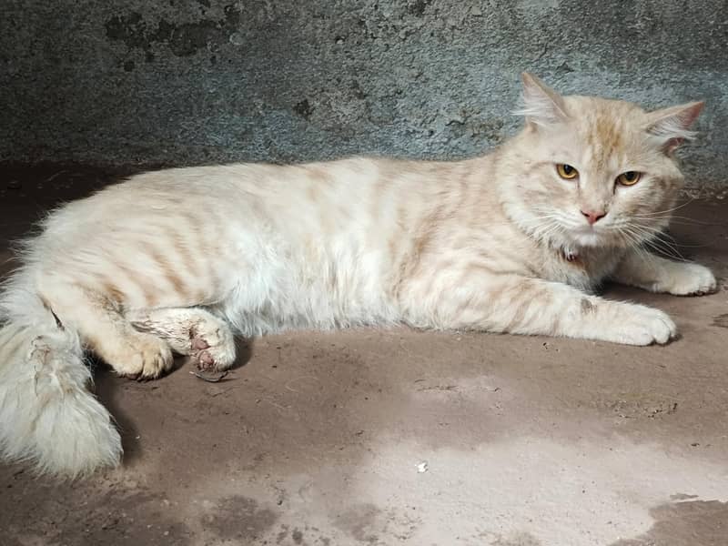 cat12 2