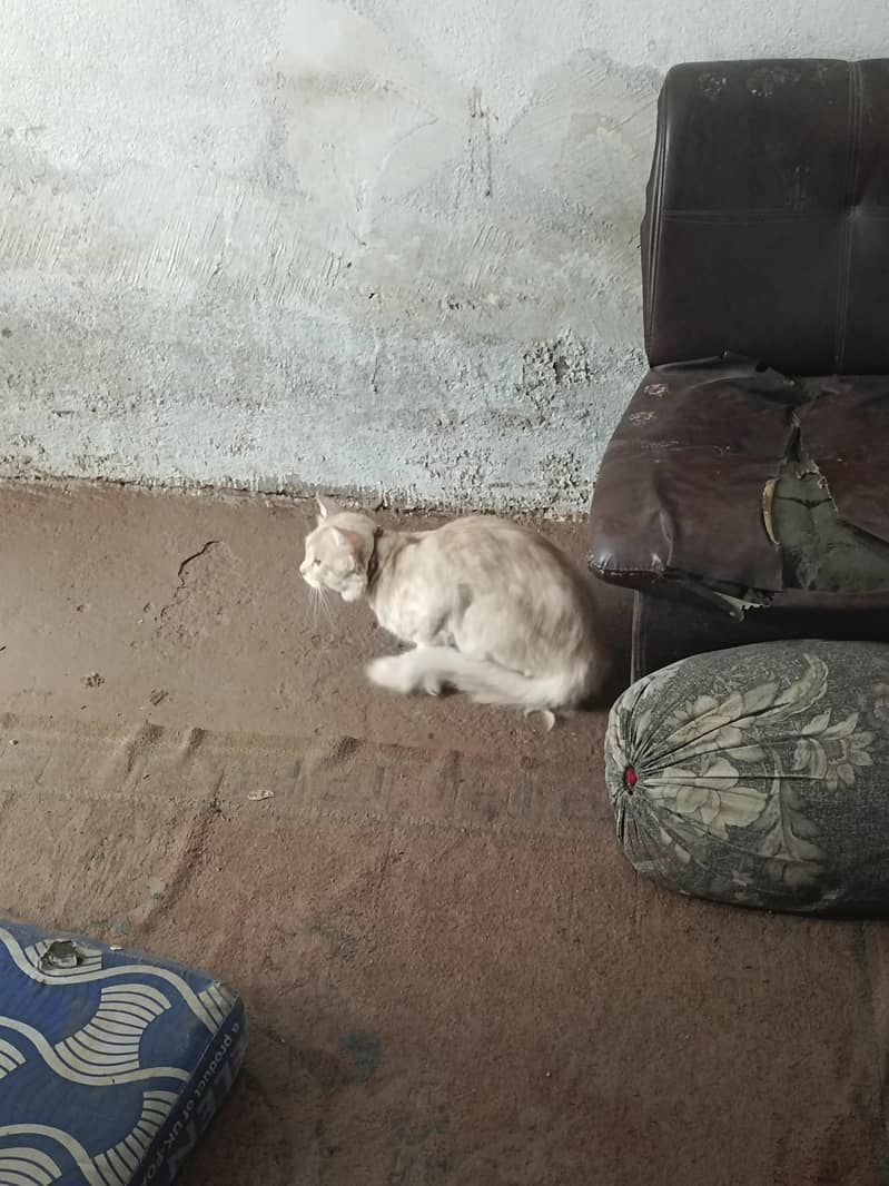 cat12 3