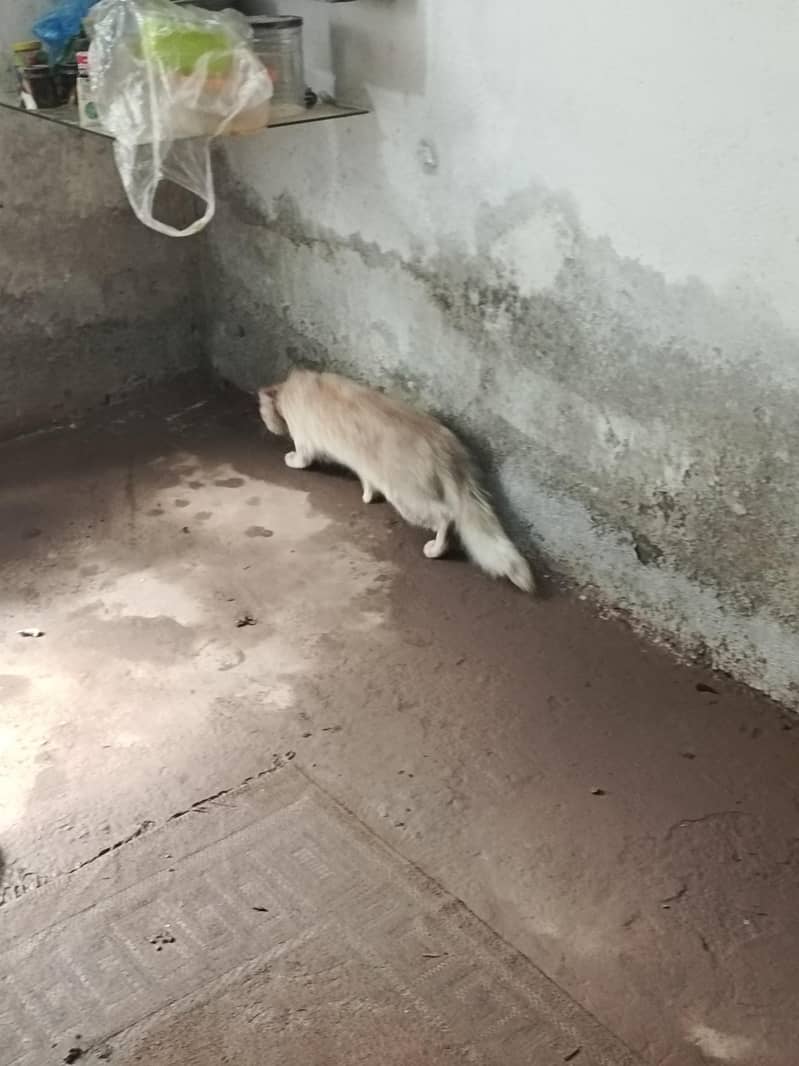 cat12 4