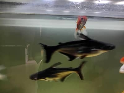 blue line shark/iridescent shark