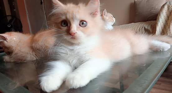 Persian Kittens for Sale in North Nazimabad (Karachi)