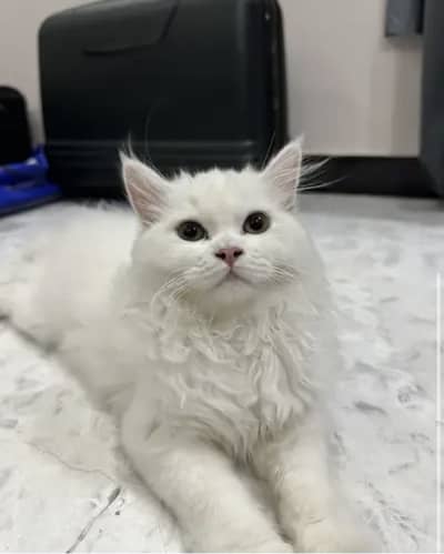 Persian cat