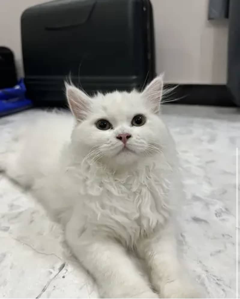 Persian cat 0