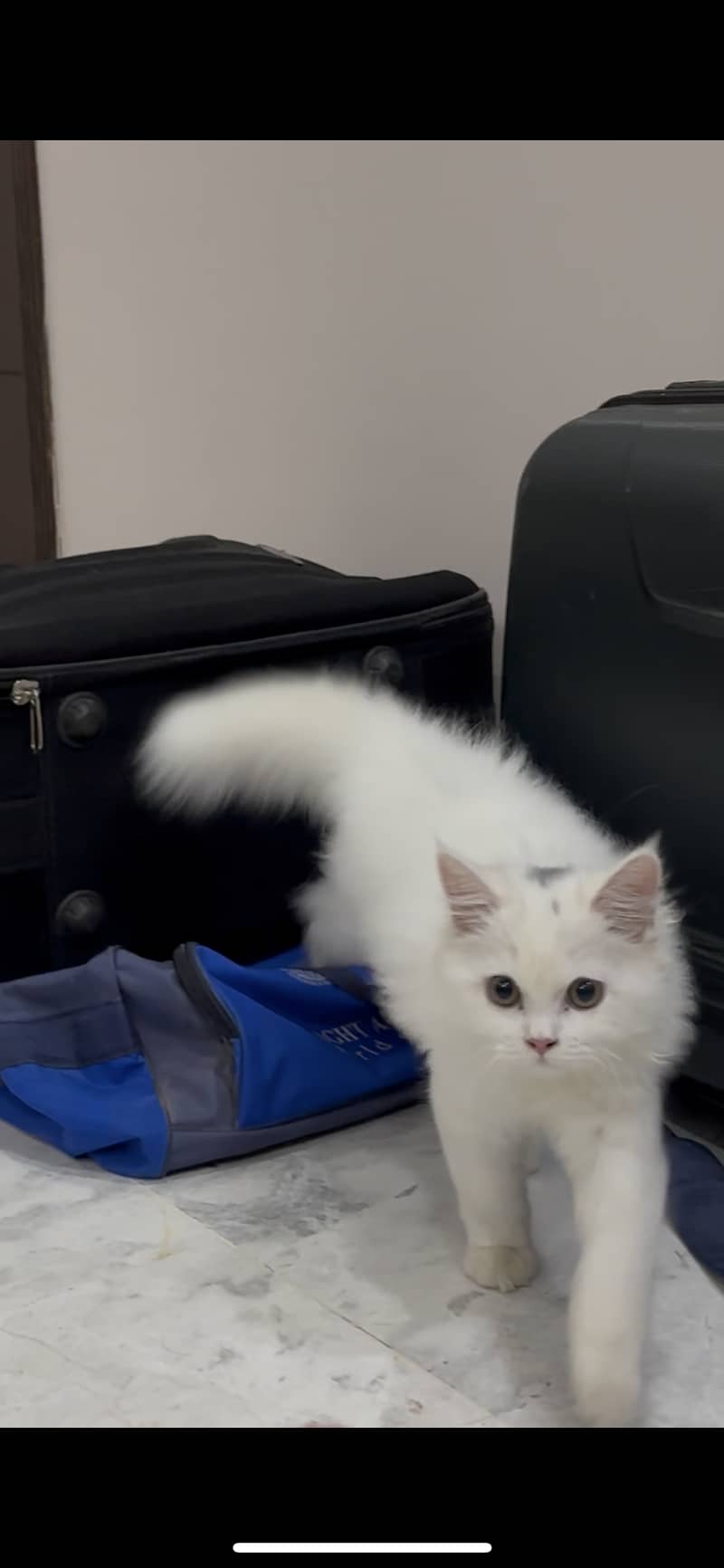 Persian cat 1