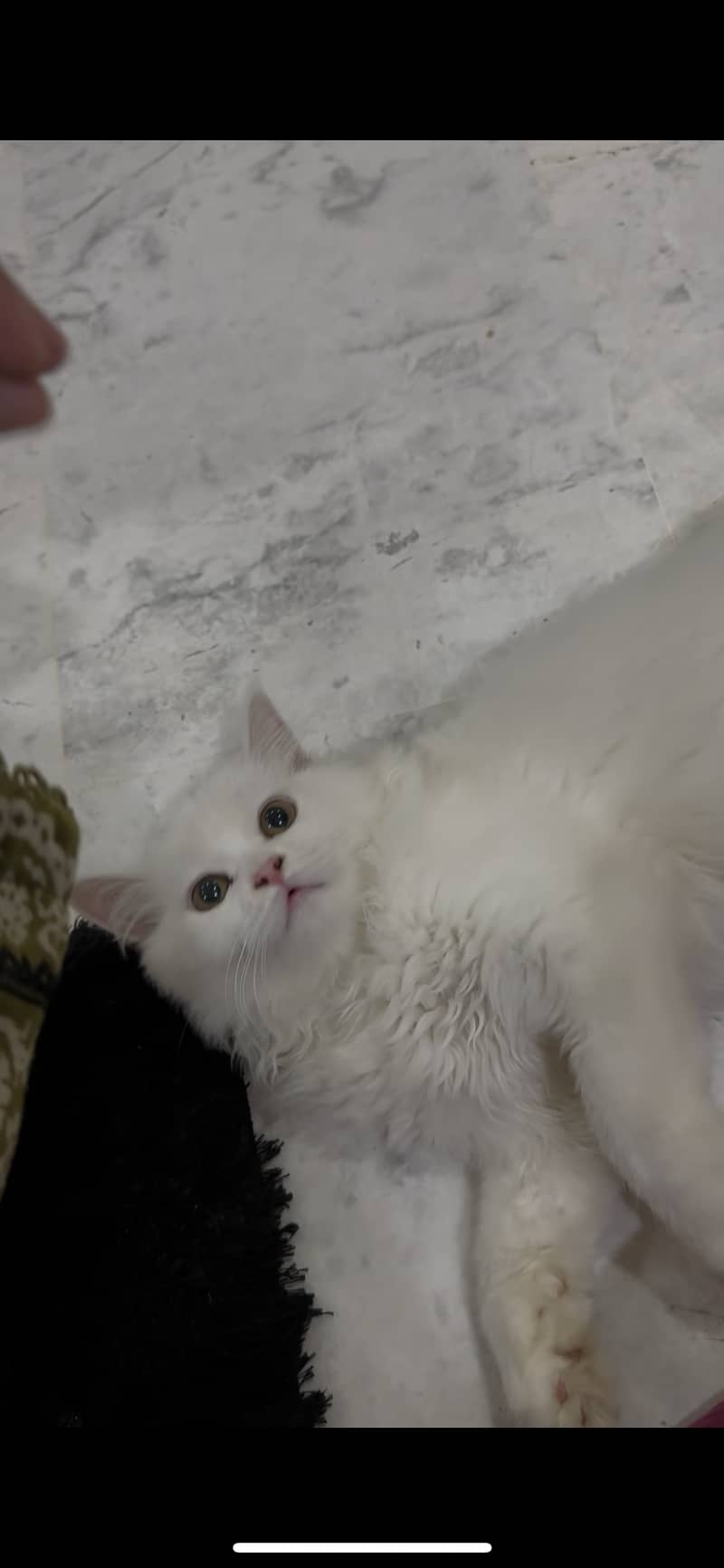 Persian cat 2