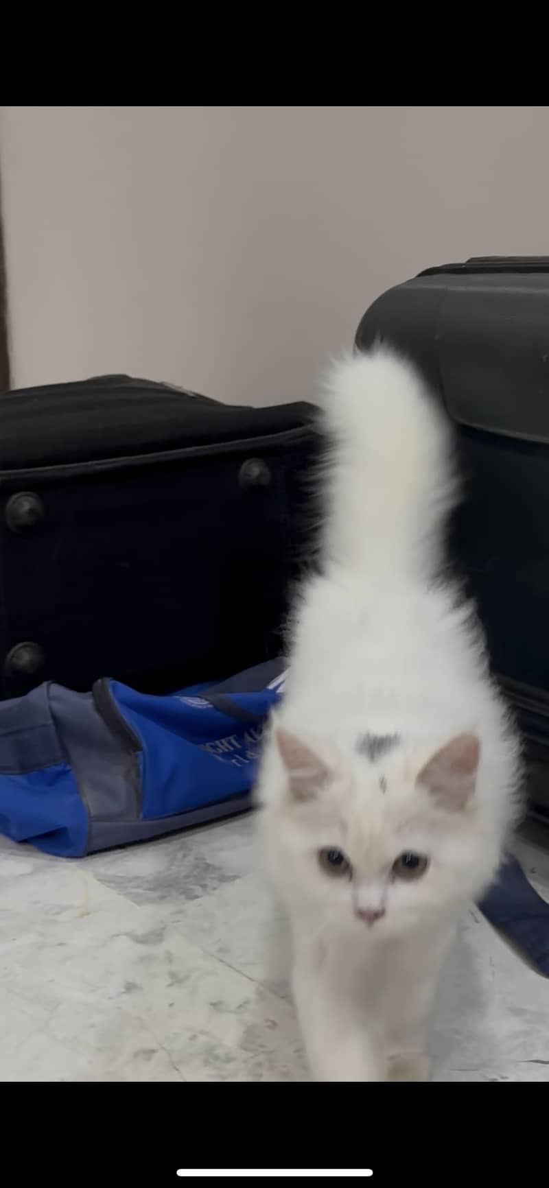 Persian cat 3