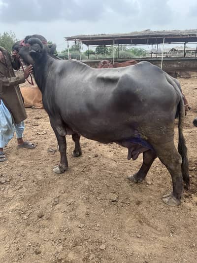 Bhains for sale