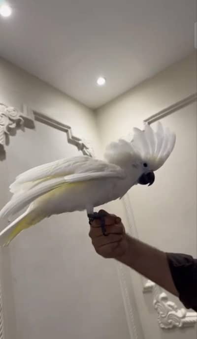 umbrella cockatoo