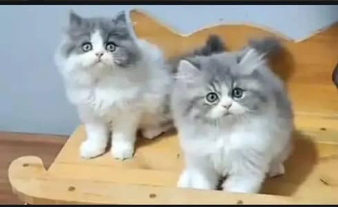 Persian kitten triple Qout. for. . sale my WhatsApp03493731440