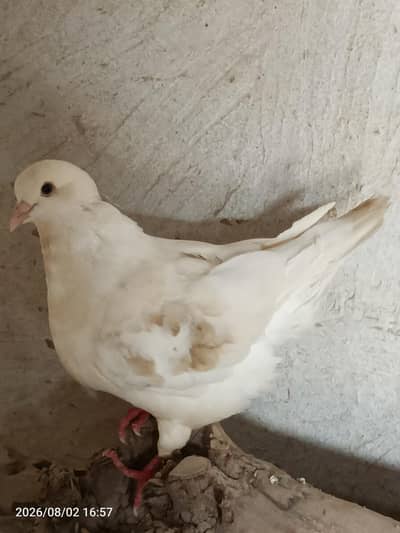 Mukkhi++king+Gobara+Lakka+Sherazi+Buff hen