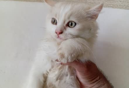 Bi clr cute kittens available for sale