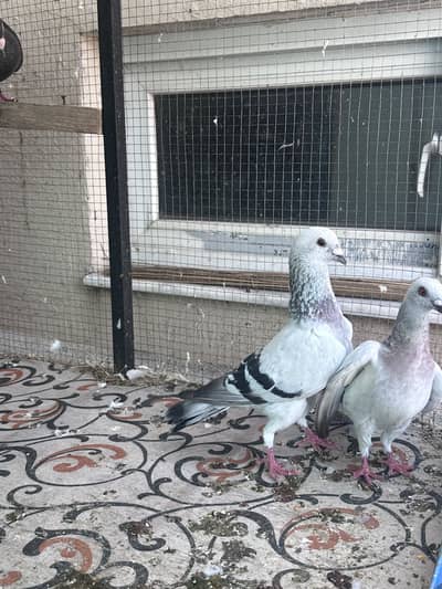 Ice pigeon for sale