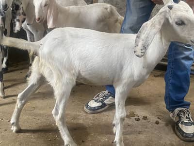Total 9 bakre hen 5 bakri 4 bakre rajapuri desi mix