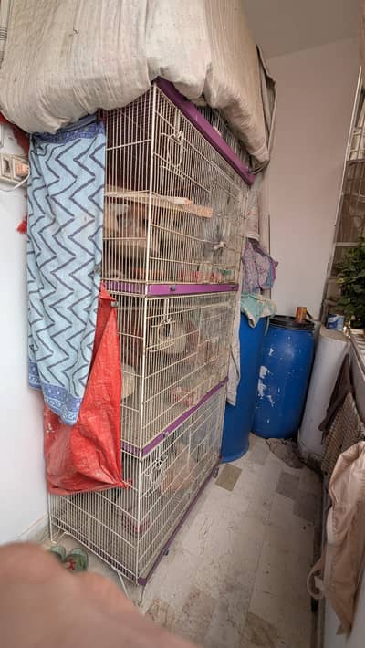 Birds Cage