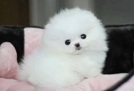 Pomeranian puppies 92@313*9363417