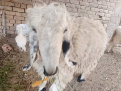 beautiful heavy sheep for sale