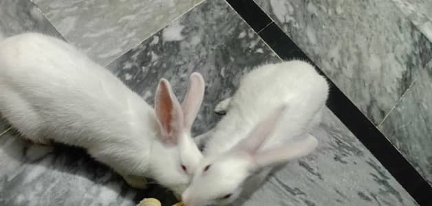 beautiful healthy rabbit pair /2500