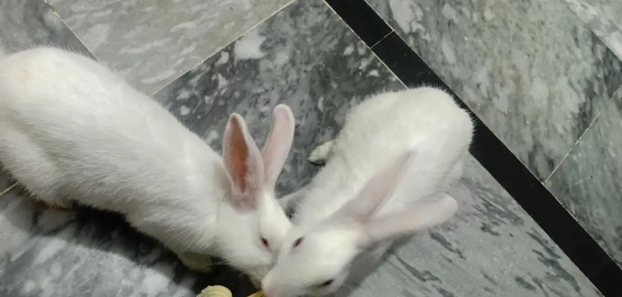 beautiful healthy rabbit pair /2500