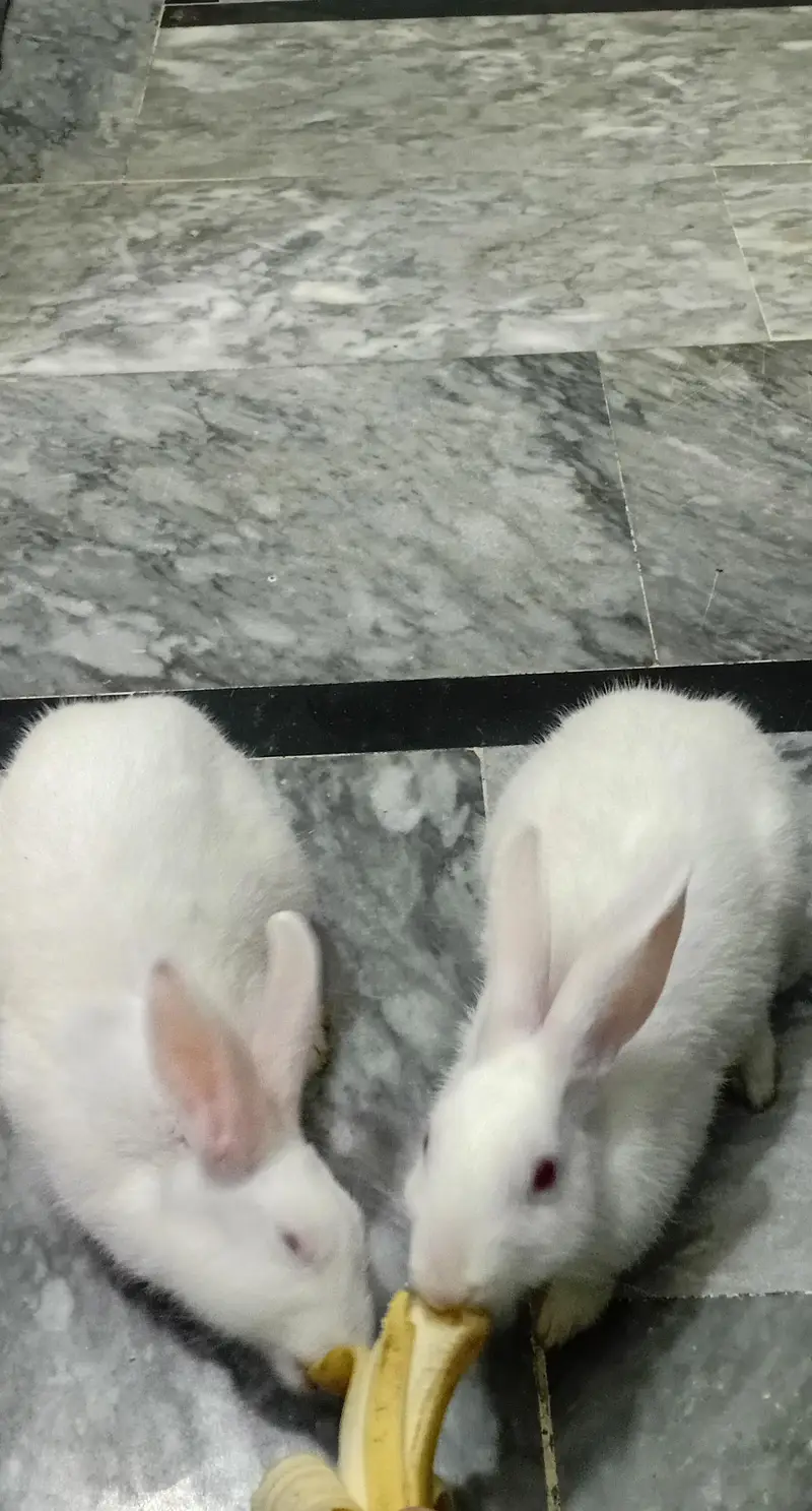beautiful healthy rabbit pair /2500 — photo 2