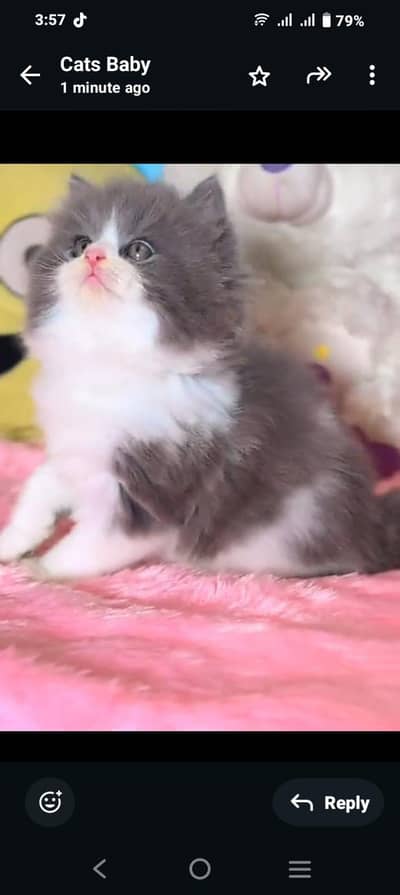 Persian kitten triple Qout. for. . sale my WhatsApp03493731440