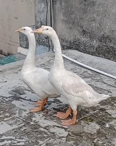 White Long Neck Ducks pair.