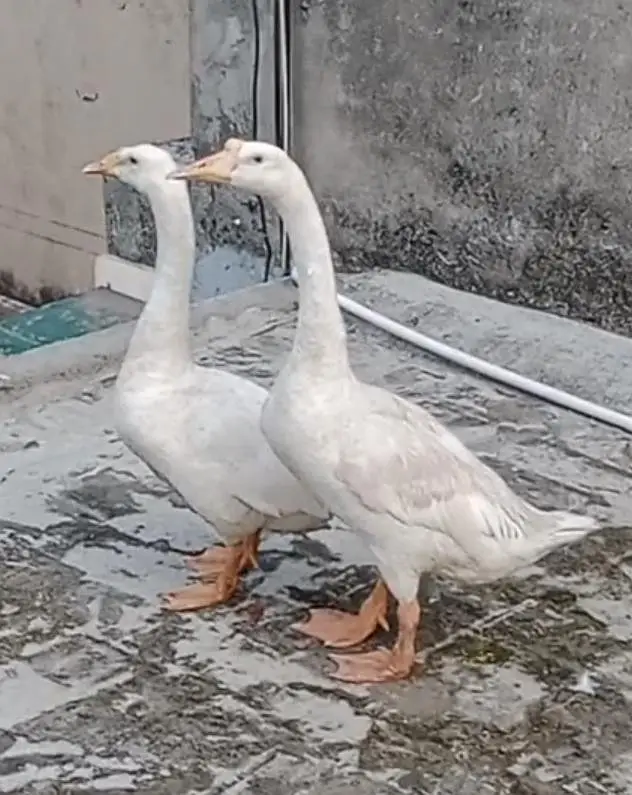 White Long Neck Ducks pair.