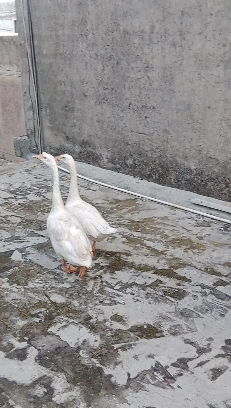 White Long Neck Ducks pair. — photo 2