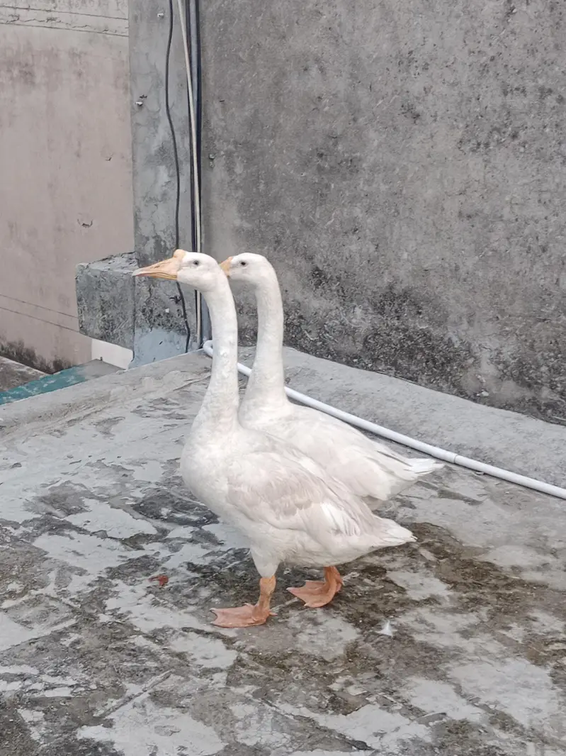 White Long Neck Ducks pair. — photo 3