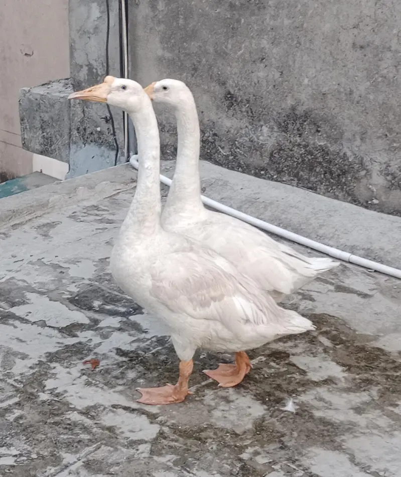 White Long Neck Ducks pair. — photo 4