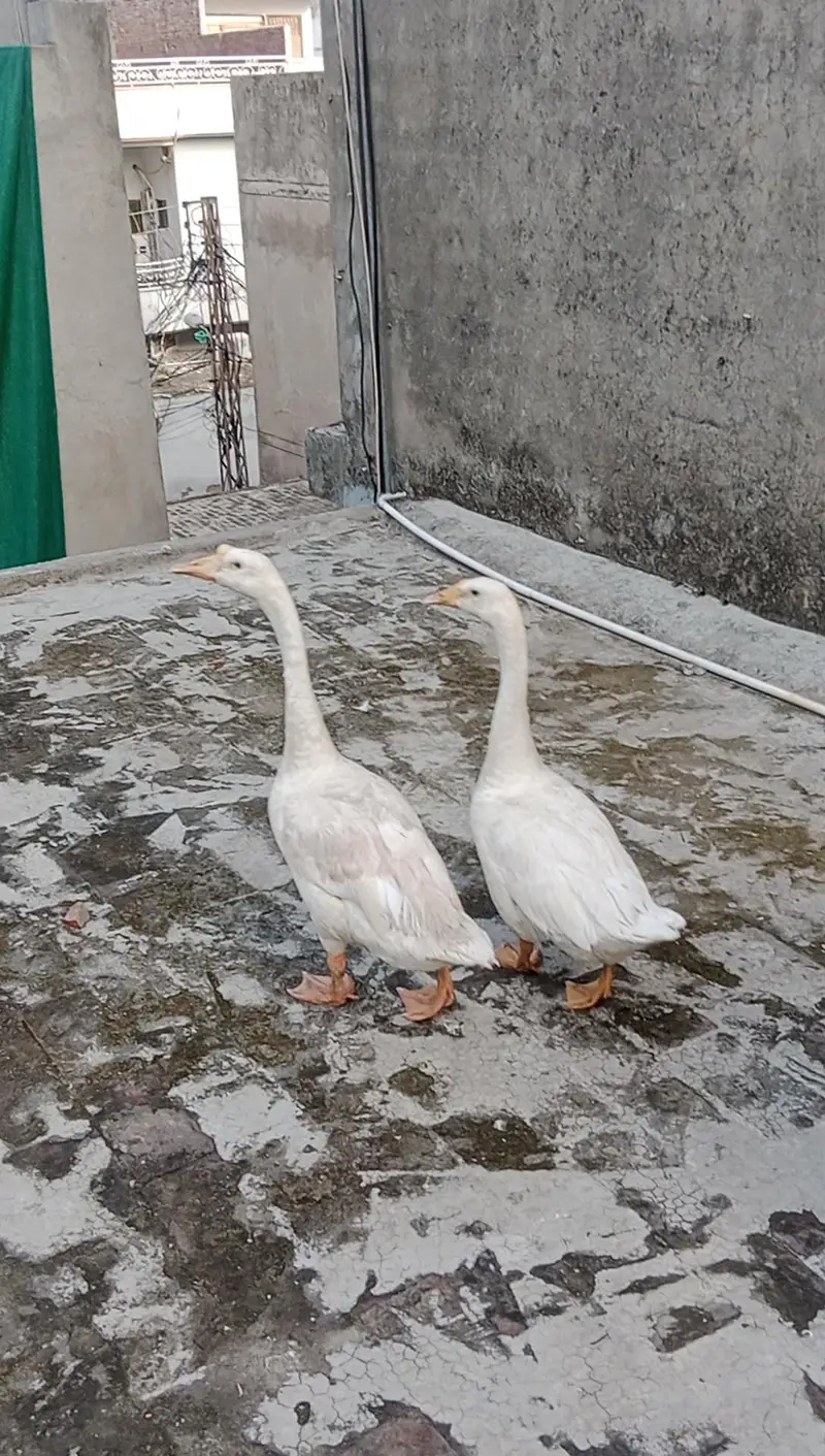 White Long Neck Ducks pair. — photo 5