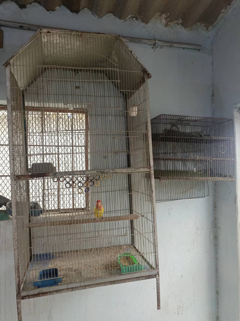 cages 1