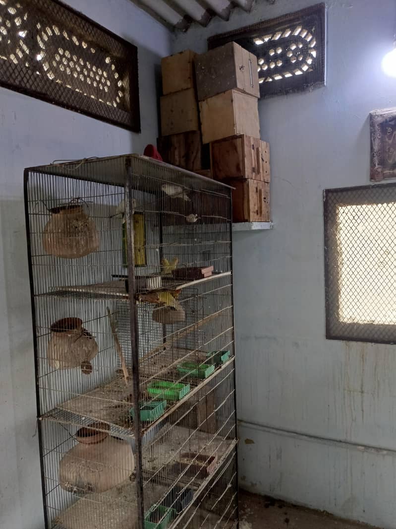 cages 5