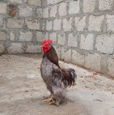 blue Cochin bantam male for sale