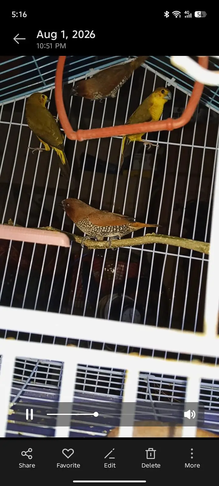 spice Finch — photo 2