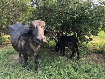 Buffalo  | Cattle