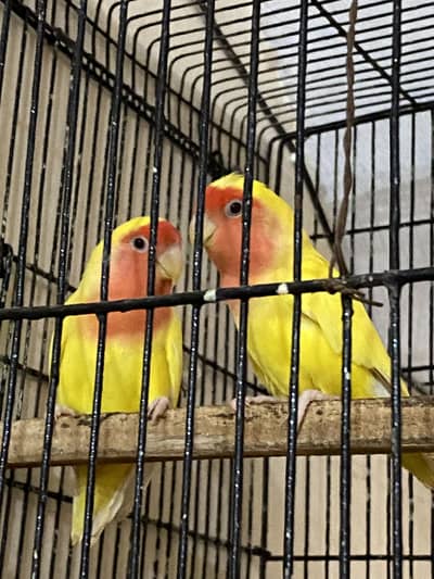 Love bird Breeder pair with cage parrot