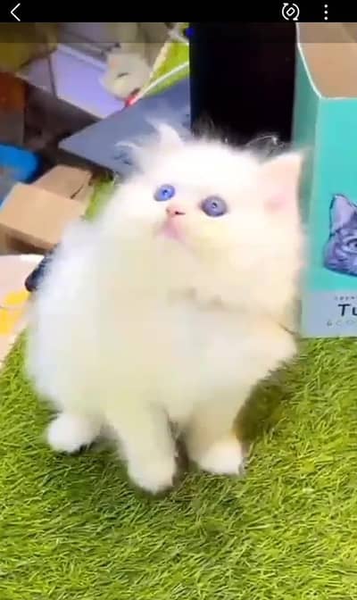 Persian kitten triple Qout. for. . sale my WhatsApp03493731440