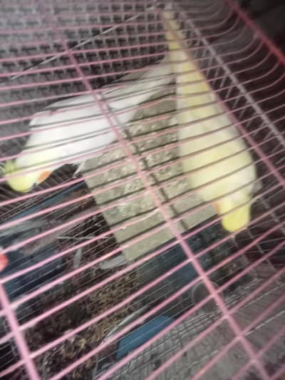 rare parrot